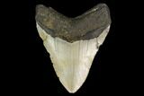 Fossil Megalodon Tooth - North Carolina #147022-2